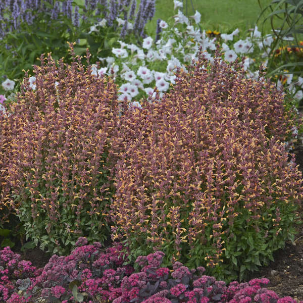 Agastache 'Peachie Keen'