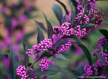 Load image into Gallery viewer, Callicarpa x &#39;Pearl Glam&#39; - Beautyberry
