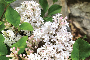Syringa 'Pearl Potion' - Lilac