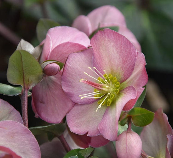 Helleborus 'Penny's Pink' - Lenten Rose