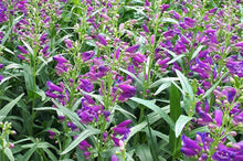 Load image into Gallery viewer, Penstemon &#39;Pristine Lilac Purple&#39;
