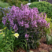 Load image into Gallery viewer, Penstemon digitalis 'Midnight Masquerade'
