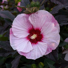 Load image into Gallery viewer, Hibiscus &#39;Perfect Storm&#39;
