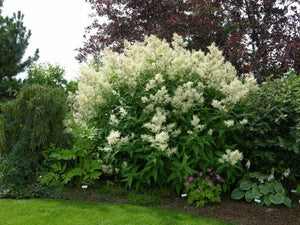 Persicaria polymorpha