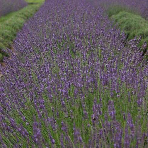 Lavandula int. 'Phenomenal' – Pondside Nursery