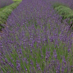Lavandula int. 'Phenomenal'