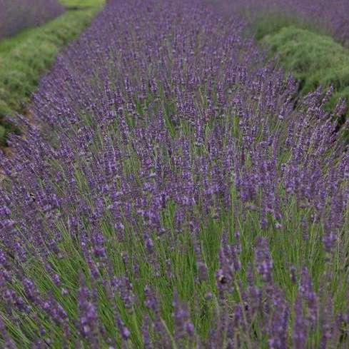 Lavandula int. 'Phenomenal'