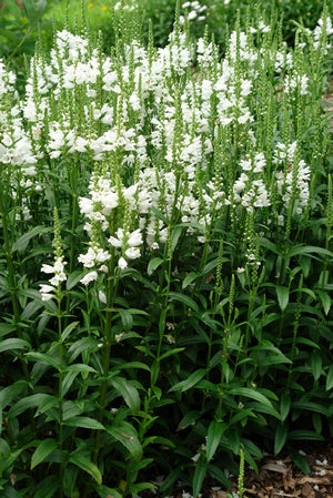 Physostegia virginiana 'Miss Manners'