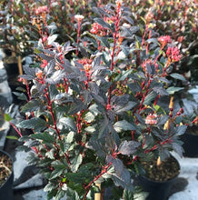 Load image into Gallery viewer, Physocarpus 'Little Devil' - Ninebark
