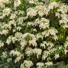 Load image into Gallery viewer, Pieris jap. &#39;Brouwer&#39;s Beauty&#39;
