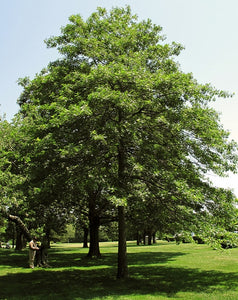 Quercus palustris - Pin Oak
