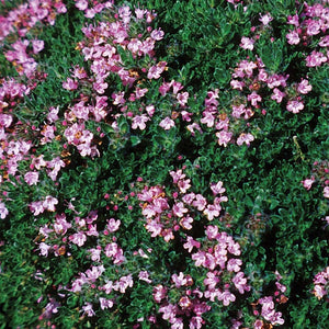 Thymus pra. 'Pink Chintz'
