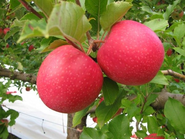 Malus 'Pink Lady' - Apple