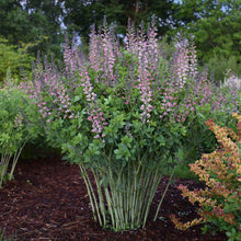 Load image into Gallery viewer, Baptisia &#39;Pink Truffles&#39;
