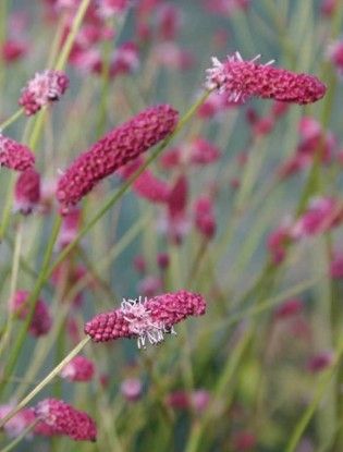 Sanguisorba 'Pink Elephant'