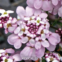 Load image into Gallery viewer, Iberis 'Pink Ice' - Candytuft
