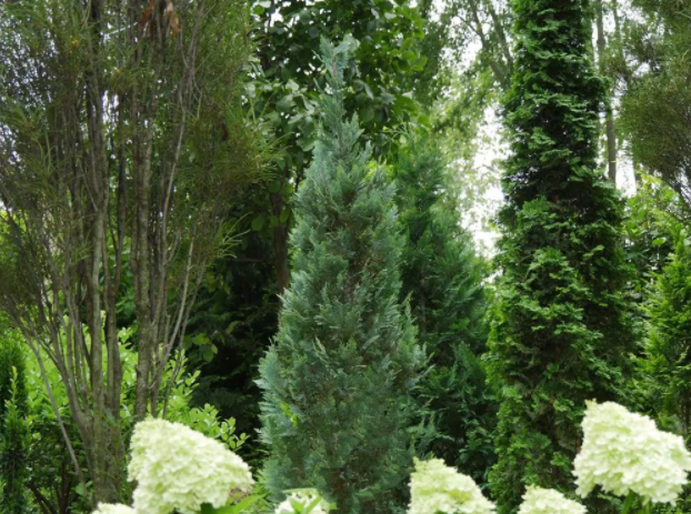 Chamaecyparis 'Pinpoint Blue' - False Cypress