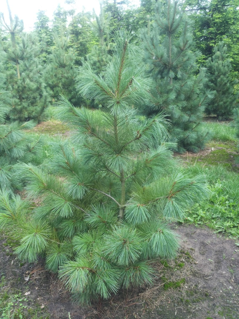 Pinus strobus - White Pine