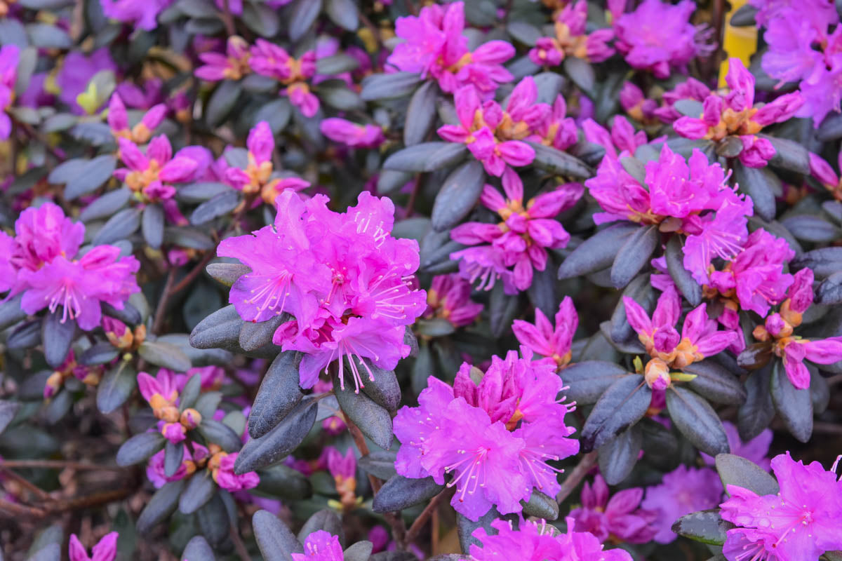 Rhododendron X 'PJM Elite Star' – Pondside Nursery