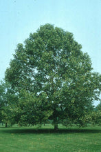 Load image into Gallery viewer, Platanus occidentalis - American Sycamore
