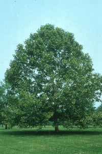 Platanus occidentalis - American Sycamore