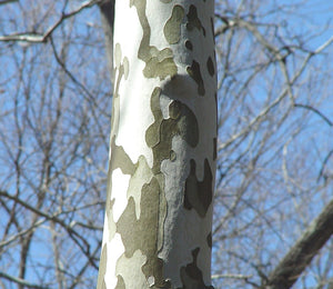 Platanus occidentalis - American Sycamore