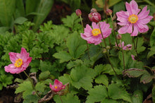 Load image into Gallery viewer, Anemone &#39;Pretty Lady Emily&#39; - Japanese Anemone
