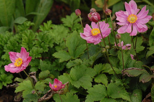 Anemone 'Pretty Lady Emily' - Japanese Anemone