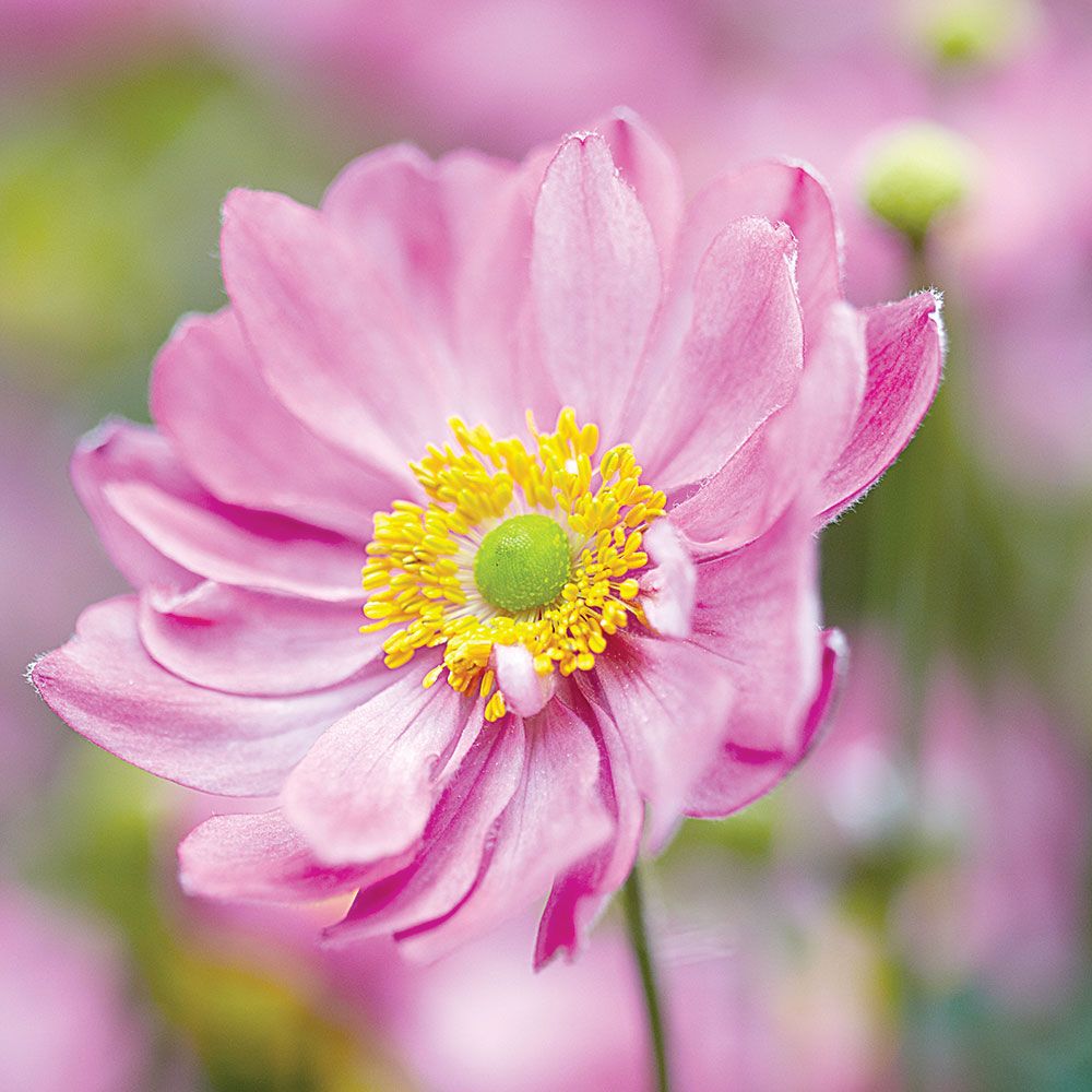 Anemone 'Pretty Lady Emily' - Japanese Anemone