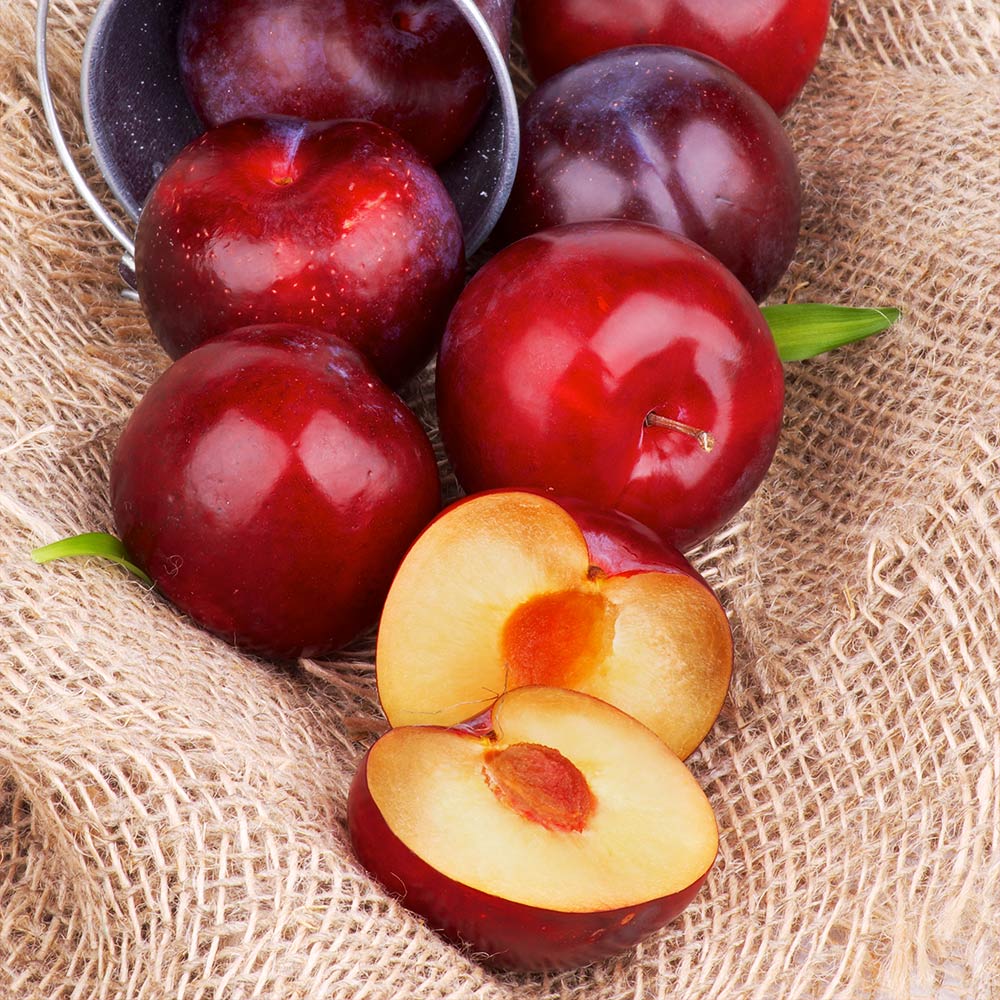 Prunus 'Superior' - Plum – Pondside Nursery Prunus 'Superior' - Plum – Pondside Nursery
