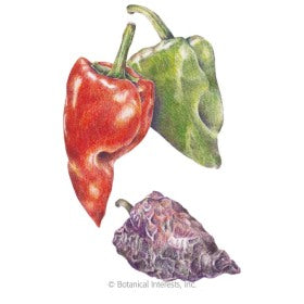 SEEDS: Pepper - Ancho/Poblano Chile