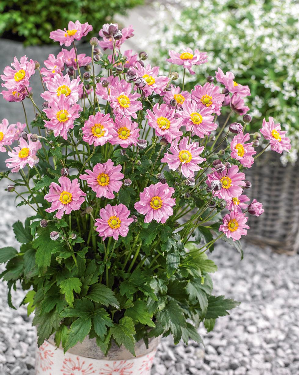 Anemone 'Pocohantas' - Japanese Anemone