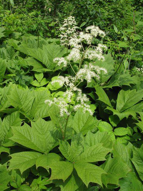 Rodgersia podophylla