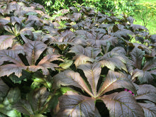 Load image into Gallery viewer, Rodgersia podophylla
