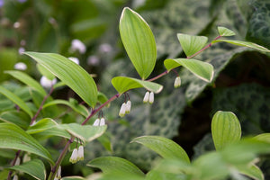 Polygonatum odor. 'Variegatum' - Solomon's Seal