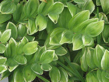 Load image into Gallery viewer, Polygonatum odor. &#39;Variegatum&#39; - Solomon&#39;s Seal
