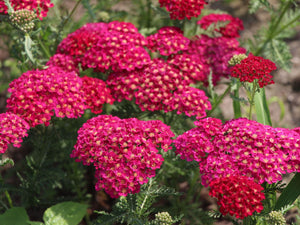 Achillea mil. 'Pomegranate' - Yarrow