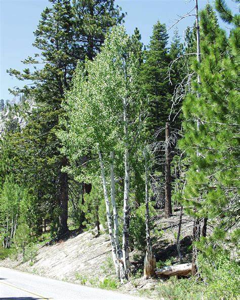 Populus tremuloides - Quaking Aspen