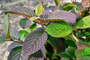 Viburnum plicatum 'Popcorn'