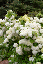 Load image into Gallery viewer, Viburnum plicatum &#39;Popcorn&#39;
