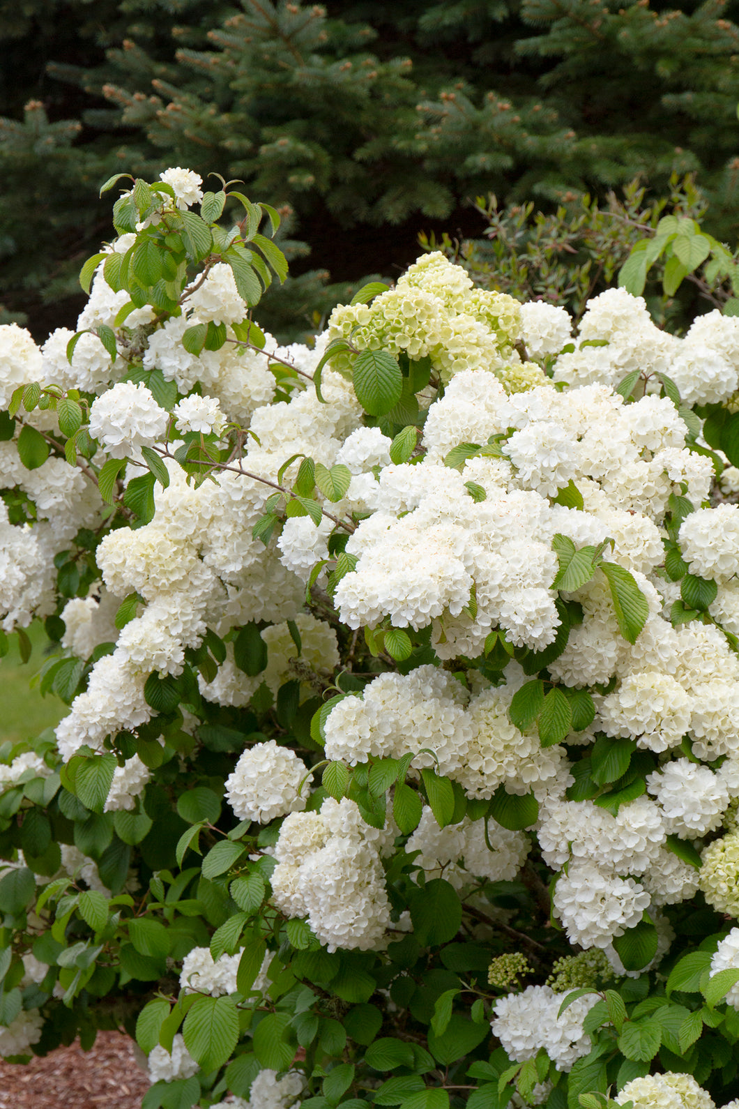 Viburnum plicatum 'Popcorn'