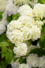 Load image into Gallery viewer, Viburnum plicatum &#39;Popcorn&#39;
