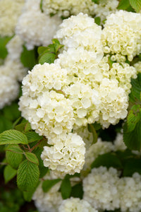 Viburnum plicatum 'Popcorn'