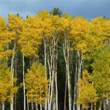 Load image into Gallery viewer, Populus tremuloides - Quaking Aspen
