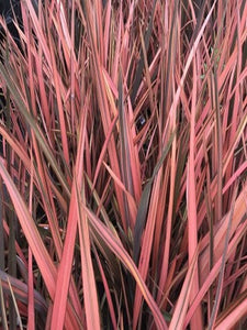 Phormium 'Pink Panther'