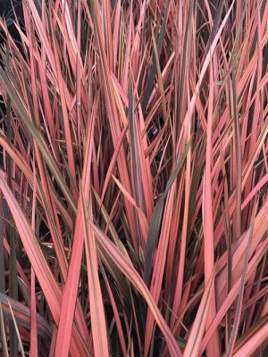 Phormium 'Pink Panther'