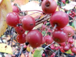 Malus 'Prairiefire' - Crabapple