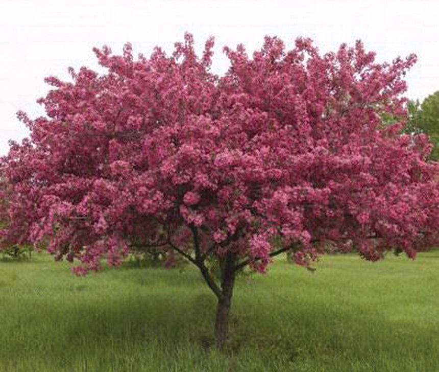 Malus 'Prairiefire' - Crabapple