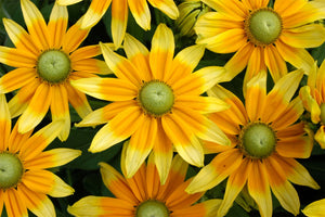 Rudbeckia 'Prairie Sun'