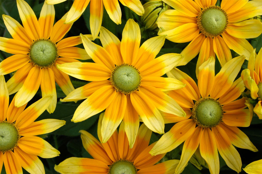 Rudbeckia 'Prairie Sun'